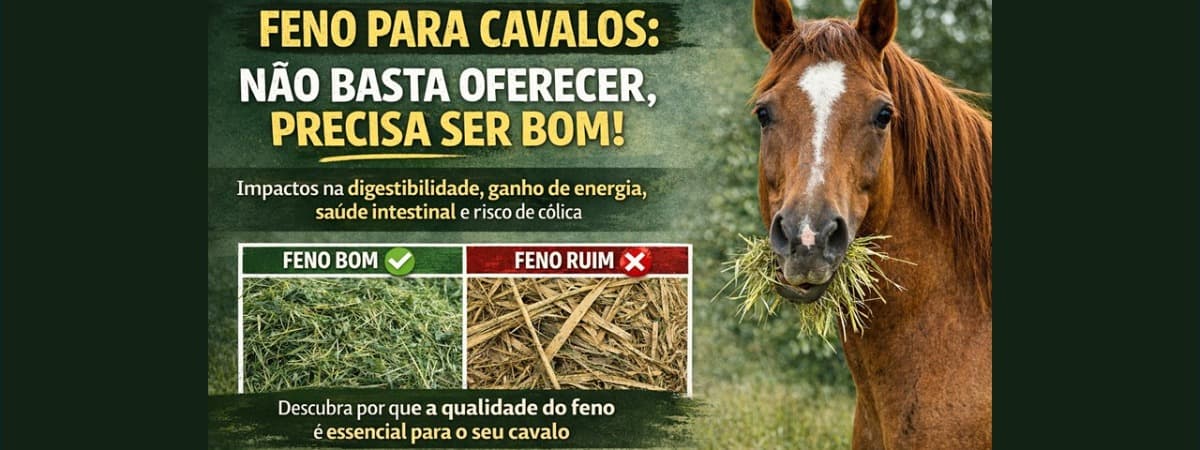 Qualidade do feno para equinos: não basta oferecer, precisa ser bom